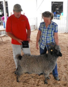 Angora goats and Gotland sheep from Ronan Country Fibers
