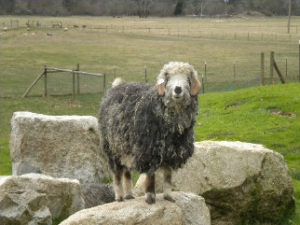 Angora goats and Gotland sheep from Ronan Country Fibers