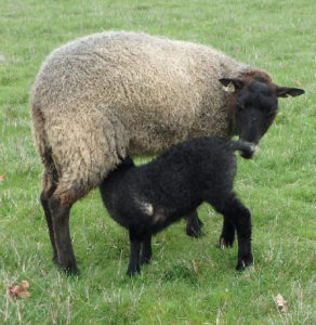 Gotland sheep from Ronan Country Fibers