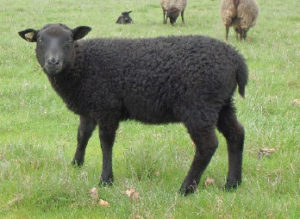 Gotland sheep from Ronan Country Fibers