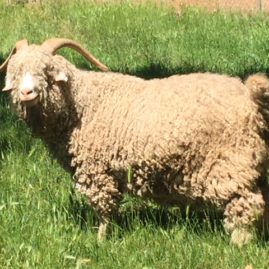 angora_buck_hamish1
