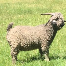 angora_buck_hamish1