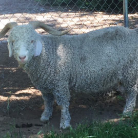 Angora buck from Ronan Country Fibers