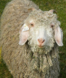 Angora goats and Gotland Sheep from Ronan Country Fibers