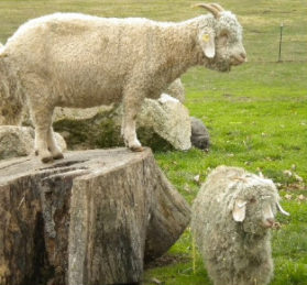 Angora goats and Gotland Sheep from Ronan Country Fibers