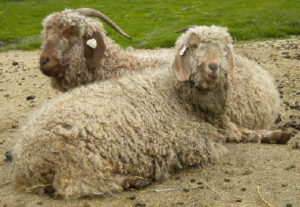  Chèvres Angora des fibres du Pays Ronan 