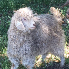 Colored Angora doe from Ronan Country Fibers