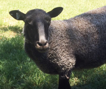 Gotland ewe from Ronan Country Fibers