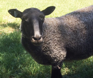 Gotland ewe from Ronan Country Fibers