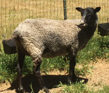 Gotland ewe from Ronan Country Fibers