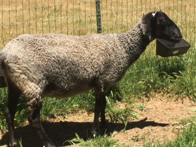 Gotland ewe from Ronan Country Fibers
