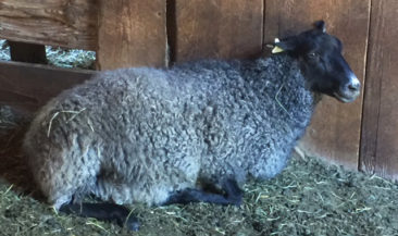 Gotland ewe from Ronan Country Fibers