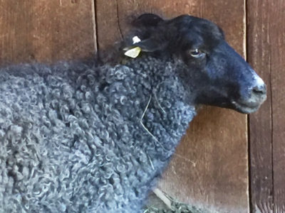 Gotland ewe from Ronan Country Fibers
