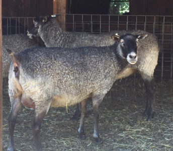 Gotland ewe from Ronan Country Fiber