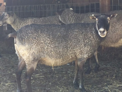 Gotland ewe from Ronan Country Fibers