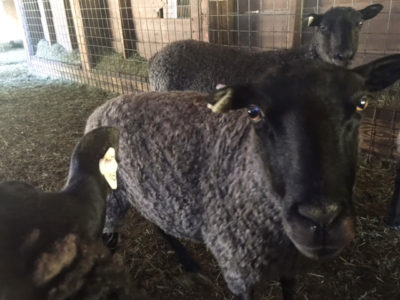 Gotland ewe from Ronan Country Fibers
