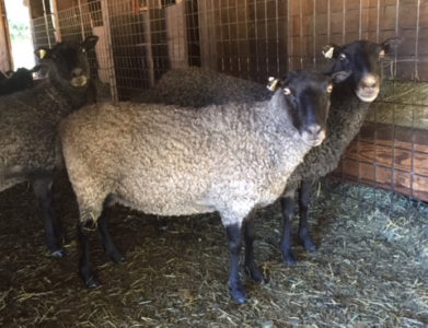 Gotland ewe from Ronan Country Fibers