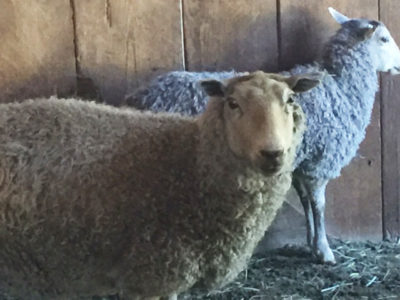 Gotland ewe from Ronan Country Fibers