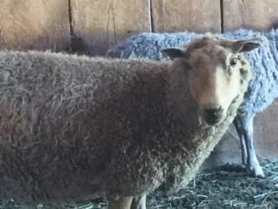 Gotland ewe from Ronan Country Fibers