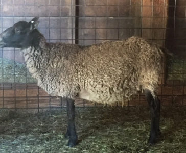 Gotland ewe from Ronan Country Fibers