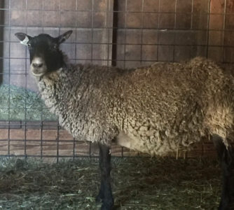 Gotland ewe from Ronan Country Fiber