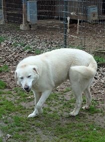 Livestock Guardian Dog from Ronan Country Fibers