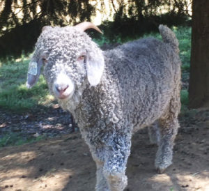 White Angora does from Ronan Country Fibers